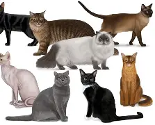 官方：维尼修斯完整赛程请查收的简单介绍|IM棋牌游戏平台